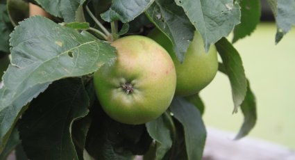 Appelboom 'Gold Sensation' - vanaf € 19,99 - Consumptieappelbomen