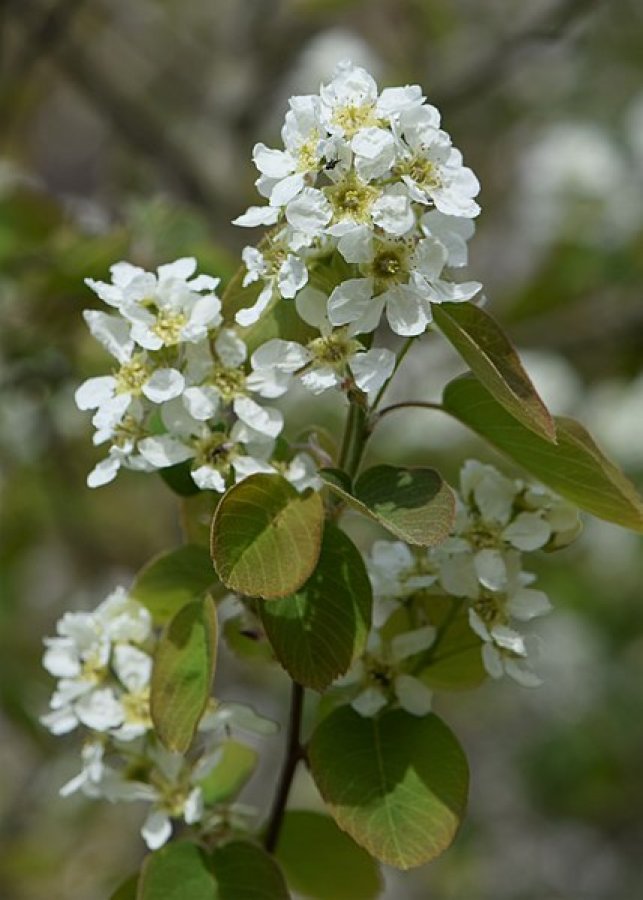 Saksatoonbes 'alnifolia'