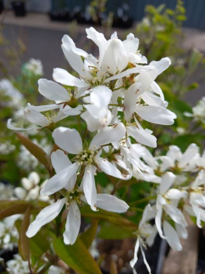 Krentenboompje 'Ballerina'