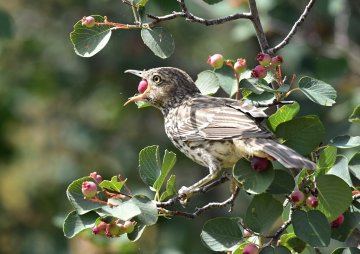 Vogelvraat bij krentenboompje