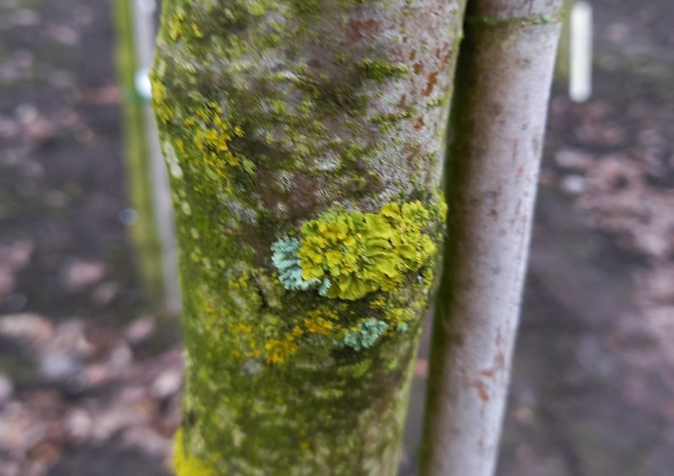 Korstmos en boomalgen op de stam van een appelboom