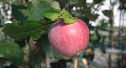 Appelboom 'Drentse Bellefleur' - vanaf € 18,99 - Consumptieappelbomen