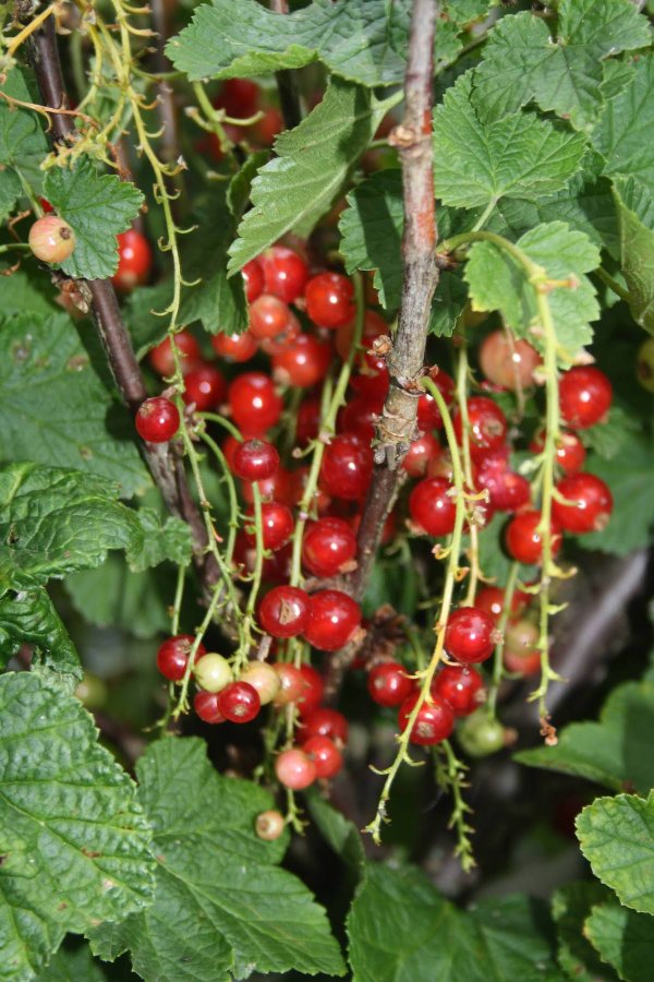 Rode Bessen zijn een populaire moestuinplant