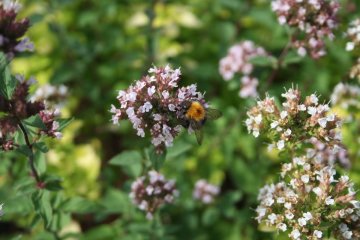 Orogano plant met bloemen en bijen