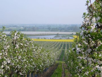 Een fruithaag van appelbomen