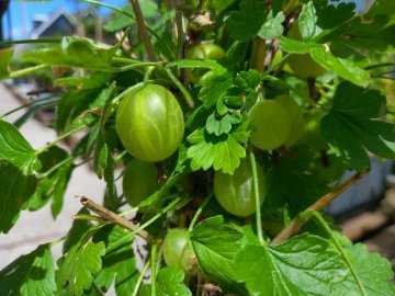 Groene kruisbessen van het ras 'Whitesmith'.