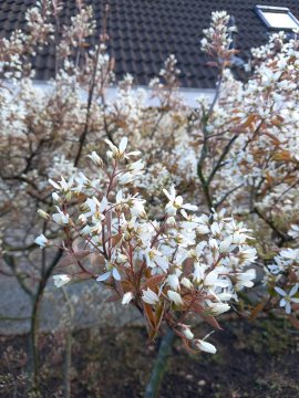 Bloesem van Amelanchier lamarckii