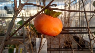 Platte vruchten van de kaki Fuyu.