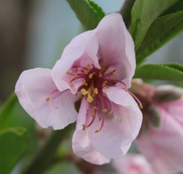 Nectarine bloesem