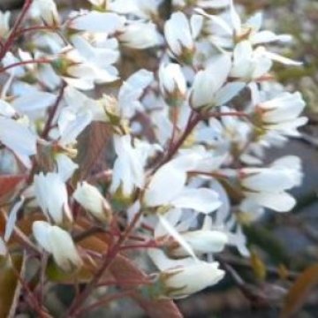 Krentenboompje bloemen