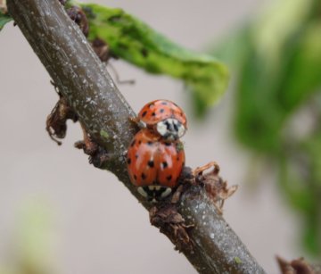 Lieveheersbeestjes in een pruimenboom met bladluis