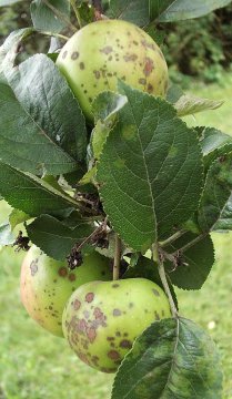 Schurft op appels