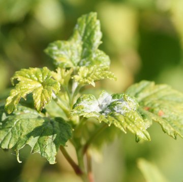 Echte meeldauw op het blad van een zwarte bes.