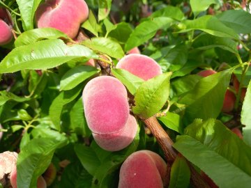 Platte perziken in boom