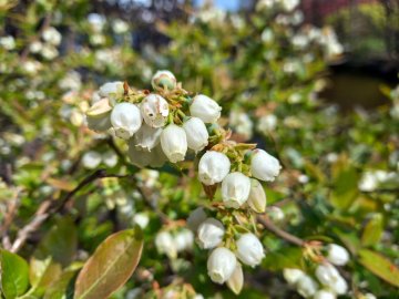 Bloemen van blauwe bes