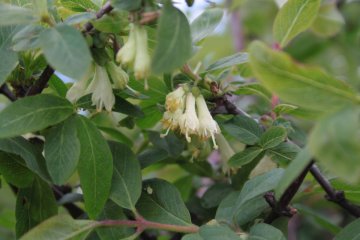 Bloemen van de honingbes