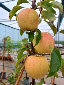 Golden Delicious appels