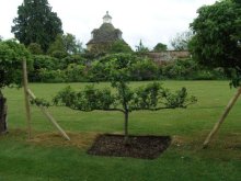 Appelboom aan dubbel snoer