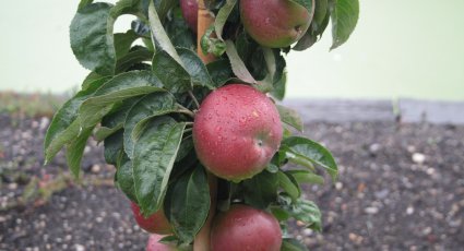 Appelboom 'Red Sensation' - vanaf € 19,99 - Consumptieappelbomen