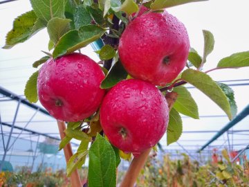 Rode appels aan boom