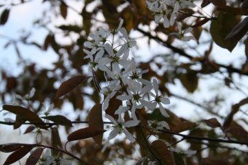 Witte bloemen van krentenboompje