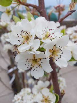 Bloesem van een perenboom