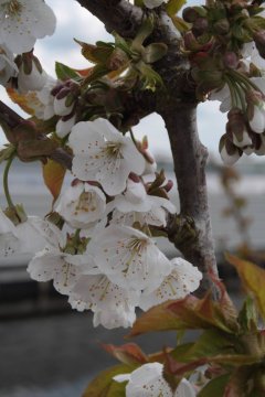 Witte bloesem van een kersenboom