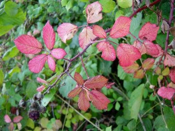 Roodbruine herfstkleur van braam