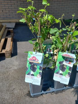 Een bramenstruik in pot bij ons in de winkel