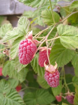 Loganberry