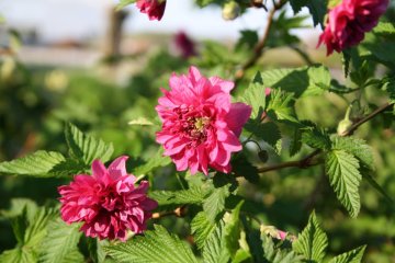 Bloemen van de prachtframboos Olympic Double