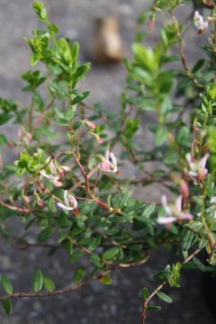 Bloemen van cranberry struik