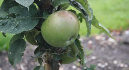 Appelboom 'Green Sensation' - vanaf € 19,99 - Consumptieappelbomen