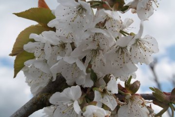 Bloesem van een zoete kersenboom