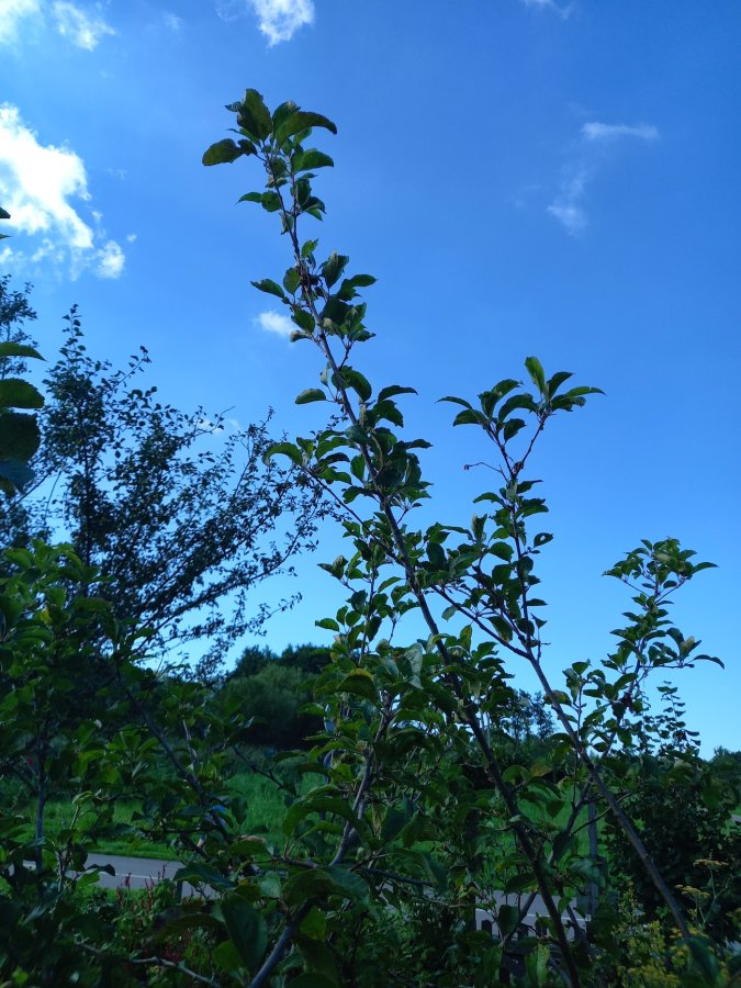 Waterlot van appelboom