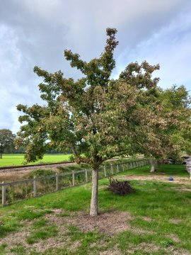 Hoogstam perenboom Gieser Wildeman