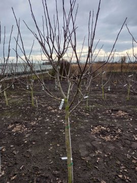 Een appelboom in de winter