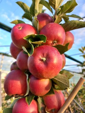 Ecolette appels aan boom.