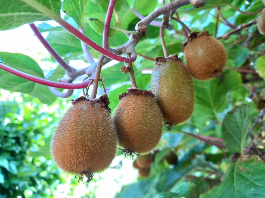 Kiwi's groeien ook gewoon in Nederland.