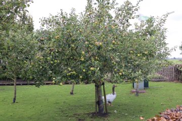 Appelboom met gans