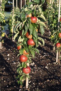 Appels aan een zuilappelboom