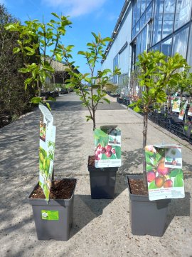 Patiofruitbomen