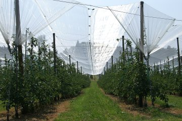 Laagstam boomgaard met Gala appelbomen