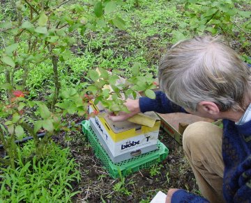 Bestuiving met hommels bij blauwe bessen (Vacinium corymbosum)