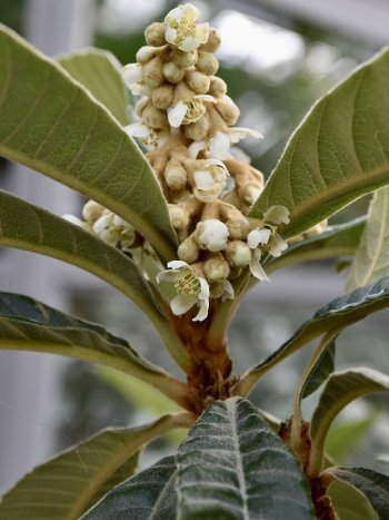 Bloemen van loquat