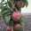 Appelboom 'Red Sensation'