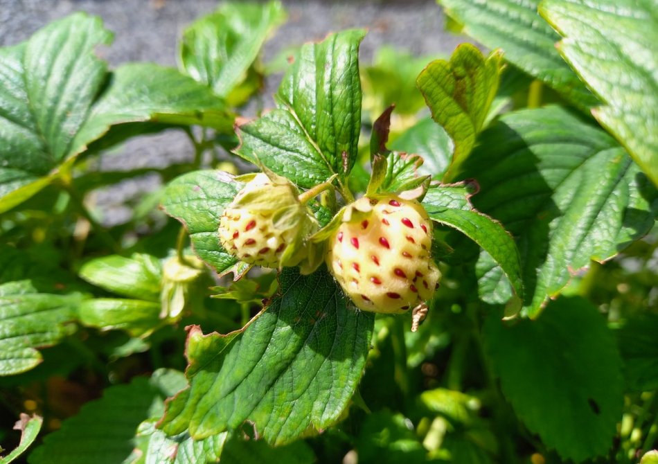 Ananasaardbeien in de tuin van Fruitbomen.net