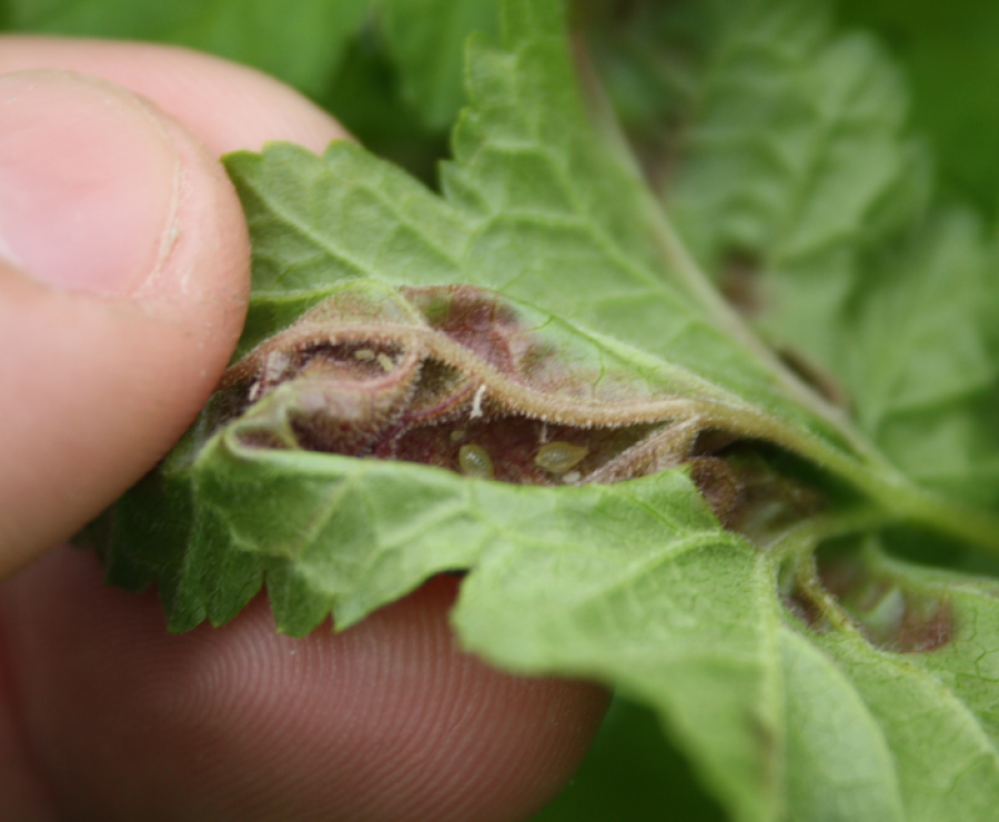 Close-up van onderkant van aangetast blad