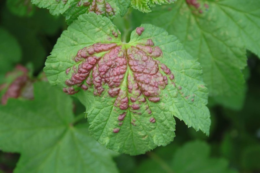 Rode vlek op blad aalbes