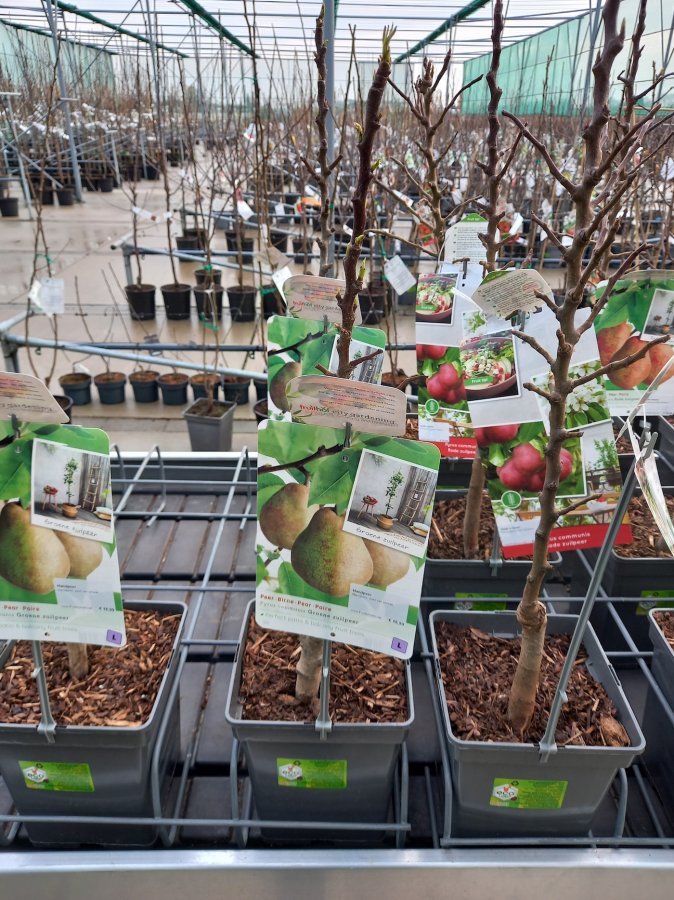 Zuilfruitbomen in de winkel